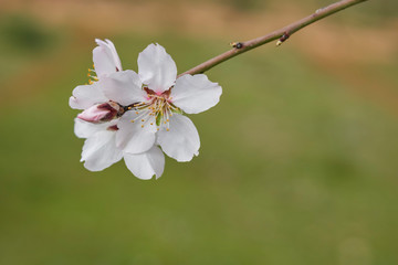 Almond blossom (Prunus dulcis)