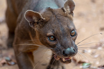 The detail of fossa ((Cryptoprocta ferox). Unique endemic species from Madagascar