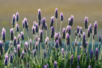 Naklejka premium Lavender plant (Lavandula) in Andalusia, Spain.