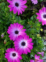 Purple Flowers in the Garden