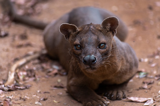The detail of fossa ((Cryptoprocta ferox). Unique endemic species from Madagascar