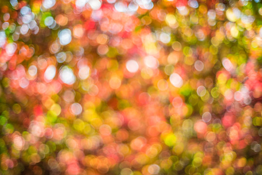 10 Expert Tips for Mastering Bokeh in Photography Today