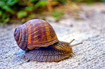 snail close-up , crawling on the stone surface