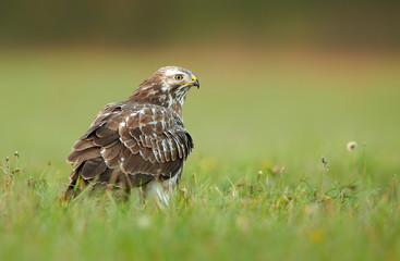 Common buzzard (Buteo buteo)