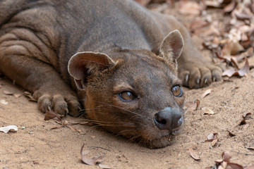 The detail of fossa ((Cryptoprocta ferox). Unique endemic species from Madagascar