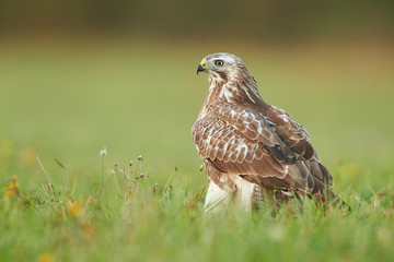 Common buzzard (Buteo buteo)