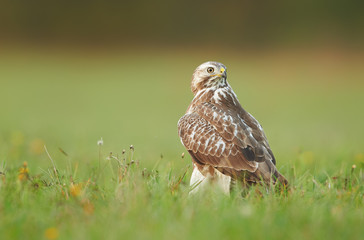 Common buzzard (Buteo buteo)