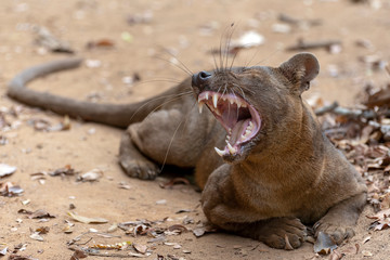 The detail of fossa ((Cryptoprocta ferox). Unique endemic species from Madagascar