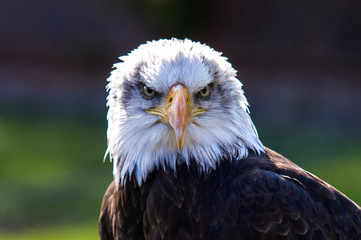 Face to face with grimly looking bald eagle