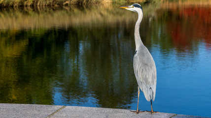 Fischreiher
