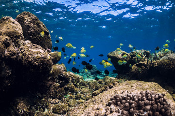 Underwater scene with stones and tropical fish. Blue ocean