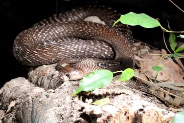 serpiente enroscada y hojas