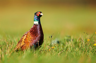 Ringneck Pheasant (Phasianus colchicus)