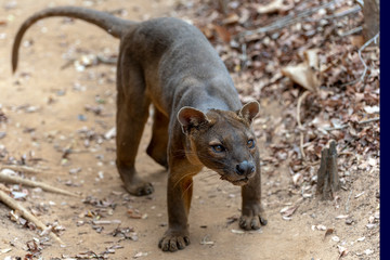 The detail of fossa ((Cryptoprocta ferox). Unique endemic species from Madagascar