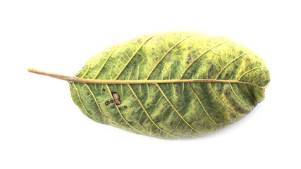 leaf isolated on white background