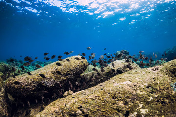 Fototapeta na wymiar Underwater scene with stones and tropical fish. Blue ocean