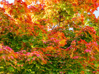 herbstliche Baum Texture mit Bunten Blättern