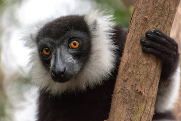 Black-and-white ruffed lemur (Varecia Variegata).Endemic Madagascar.