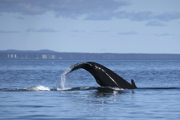 Baleine à bosses