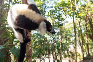 Black-and-white ruffed lemur (Varecia Variegata).Endemic Madagascar.