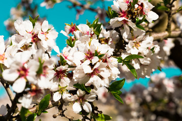 blooming peach trees in spring