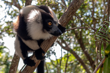 Black-and-white ruffed lemur (Varecia Variegata).Endemic Madagascar.