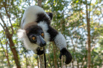 Black-and-white ruffed lemur (Varecia Variegata).Endemic Madagascar.
