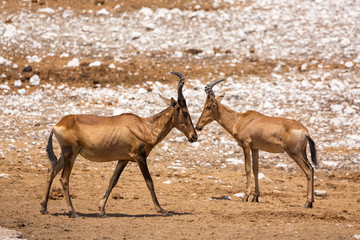 Two red hartebeest (Alcelaphus caama) walking through a barren landscape, Etosha, Namibia, Africa