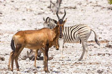 Red hartebeest (Alcelaphus caama) with its funny long face, Etosha, Namibia, Africa