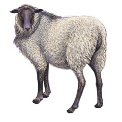 Sheep, farm animals illustration, art on isolated white background