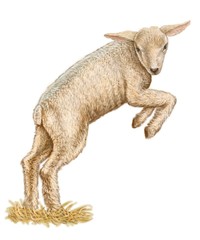 little lamb. illustration, art on isolated white background