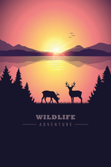 wildlife adventure elk in the wilderness by the lake at sunset vector illustration EPS10