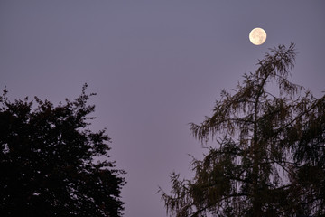 Fototapeta premium The moon on a clear morning sky during dawn above the silhouettes of two trees in October in Germany