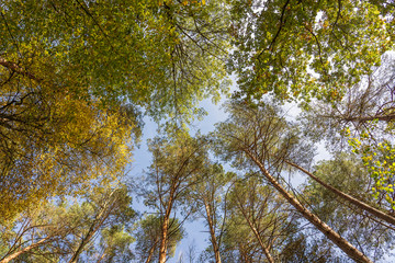 Autumn leaves of tree. Fall natural background of yellow orange green foliage. Scenic nature backdrop of autumn leaves. Multicolor autumn leafage tree. Colorful variegated foliage in sunlight