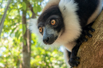 Black-and-white ruffed lemur (Varecia Variegata).Endemic Madagascar.