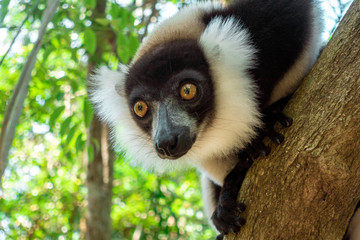 Black-and-white ruffed lemur (Varecia Variegata).Endemic Madagascar.