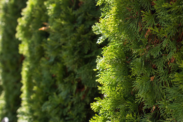  Beautiful green christmas leaves of Thuja trees on green background. Thuja twig, Thuja...