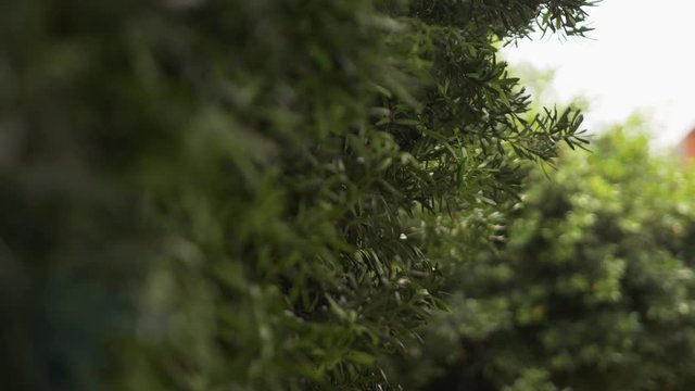 Bright juicy exotic tropical greens in the jungle forest equatorial climate. Abstract texture close up of fresh exotic tropical green fresh curly leaves in Tropical Forest Background
