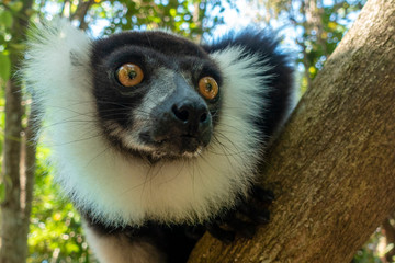 Black-and-white ruffed lemur (Varecia Variegata).Endemic Madagascar.