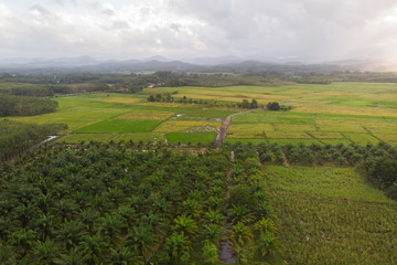 agriculture field aerial view