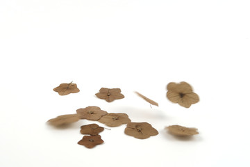 Dry pressed flowers which some is in falling some, some is in focus selected and all are isolated on white background.
