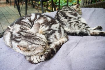 Two cats sleeping on the couch. Relaxing concept.
