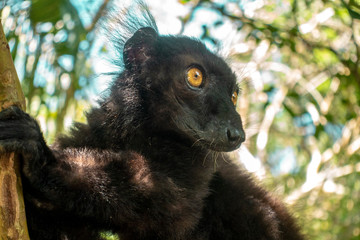 Male black lemur, Eulemur macaco, Madagascar, Africa.