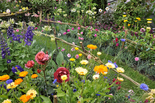 Beautiful cottage garden flowers in the English summer border.
