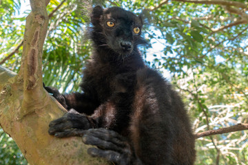 Male black lemur, Eulemur macaco, Madagascar, Africa.