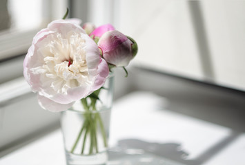 Bouquet of small white and pink peonies in a glass bowl on a light window background in a bright sunny day with a falling shadow. Still life of flowers in a vase at home with copy space. Gift concept