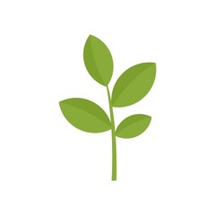 Matcha plant icon. Flat illustration of matcha plant vector icon for web design