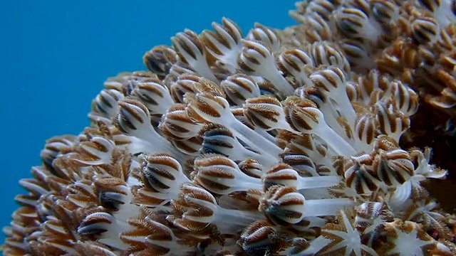 Pulsating soft coral (Xeniidae) dances with ocean current while its tentacles opens and closes to feed on planktons and algae. Moalboal, Cebu, Philippines