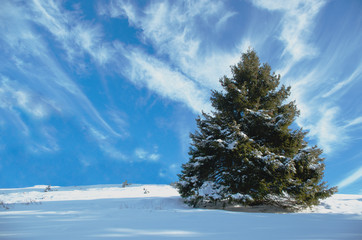 Snowy spruce ( Picea abies )