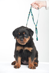 Cute one rottweiler puppy in a studio on a white background